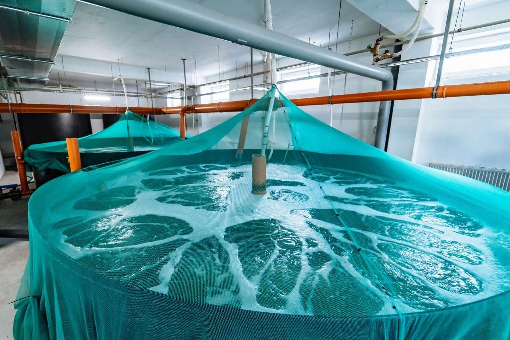 Chemiefreie Wasseraufbereitung und Reinigung mit Nanonox in einer Aquakultur